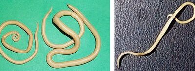 milyen paraziták lehetnek az emberben